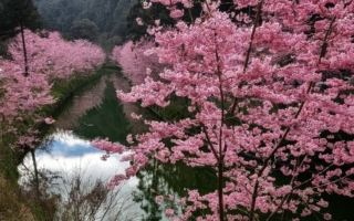 组图：台湾杉林溪春游赏樱 樱花美不胜收