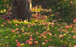 家里有果树的人记得做这件事 否则会有麻烦