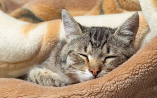 英国小猫两度逃家 竟都跑到53公里外的酿酒厂