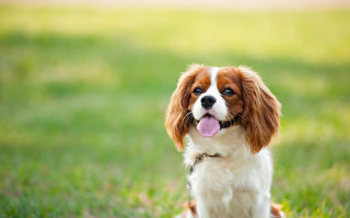 哪些犬种适合初次养狗者？ 专家推荐这7种