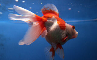 遭弃养金鱼破坏生态 美国动物园有应对奇招