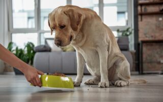 如何避免过度喂食小狗？ 兽医分享专业看法