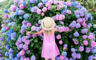 避免犯这个错误 绣球花明年开得更漂亮