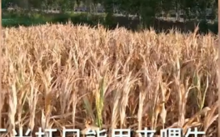 “中原粮仓”河南大旱 花生玉米产量受重创