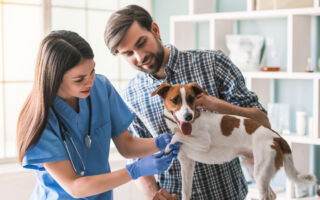 小狗疼痛时的几个迹象 很容易被人们忽视