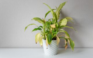 盆栽植物的叶子变黄怎么救？专家教你方法