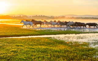 岳飞说马和唐太宗用人