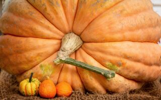 为何南瓜可以长成上千公斤重的巨无霸？