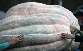 英双胞胎兄弟种出世界最大南瓜 重达1279公斤