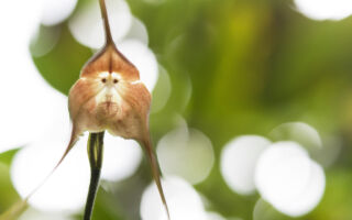 植物界的“美猴王”濒临绝种 专家示警