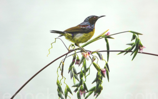 【摄影天地】褐喉食蜜鸟在花间的俏丽身影