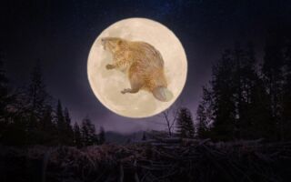 今年最大超级月亮——“河狸月”将登场