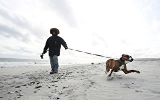 散步时爱犬对其它小狗吠叫 如何制止？