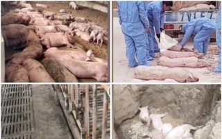 大陆多省爆不明原因猪瘟 专家：疑染禽流感