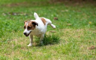 为什么小狗会吃草？ 这种行为正常吗？