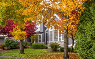 邻居的树叶落到你家院子 谁该负责收拾？