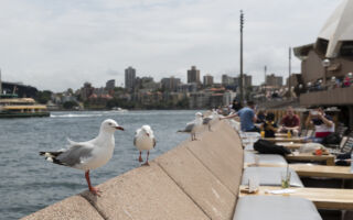 海鸥抢你的食物？ 专家教你用这招应对