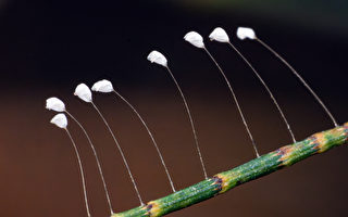 传说中的那些神奇植物