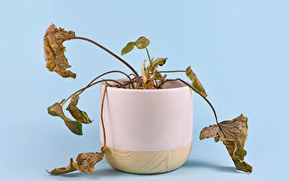 冬天的这个习惯很容易让室内植物枯萎