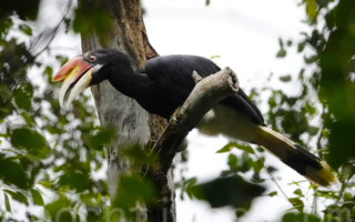 【摄影天地】两百年后马来犀鸟惊喜现身新加坡