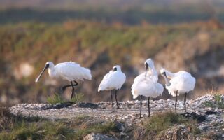 小雪节气天气上升地气下降  不要掉以轻心