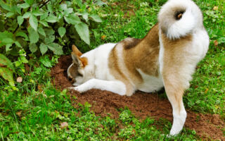 为什么小狗会吃土？ 因为肚子饿吗？