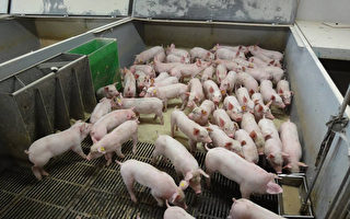 大陆猪价跌跌不休 养殖户：养啥都赔钱