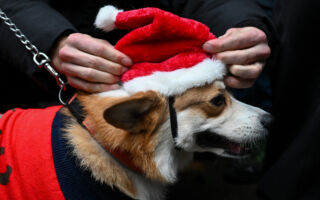 在圣诞佳节 留意让你家小狗感到不安的迹象
