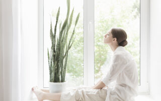 虎尾兰可净化空气 如何让它快速生长