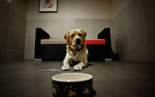 你家小狗在晚上吠叫 应该如何阻止？