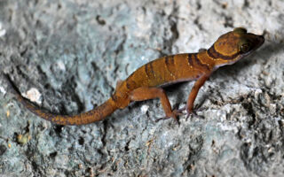 如何防止蜥蜴进入你家？