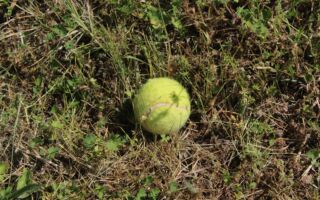 为什么你冬天时应该在花园里放网球？