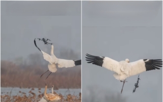 无人机近距离挑衅 被杭州白鹤一脚踢进泥塘