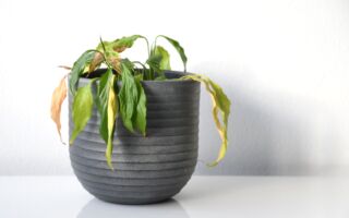 人们冬天最常犯的错误 可能让室内植物死亡