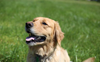 为什么小狗会有口臭？ 应该怎么办？