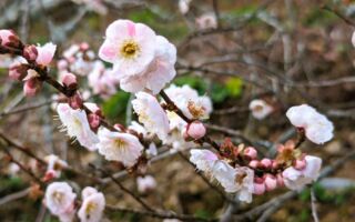 小寒物候礼俗展现中华精神 节气补冬最是时候！
