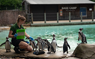 组图：伦敦动物园的动物踏上磅秤接受体检