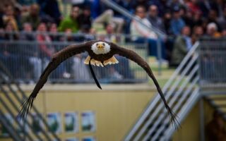 组图：走进法国博瓦勒动物园 欣赏鸟类表演