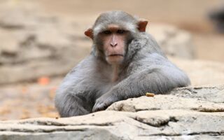 组图：危地马拉拉奥罗拉动物园巡礼