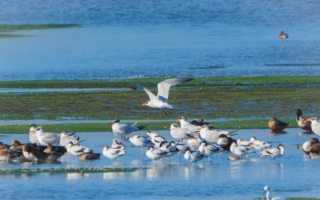 黑面琵鹭在湿地午后现身 捕捉到的珍贵画面