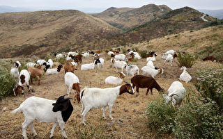 组图：防加州野火 700只山羊救火大军上阵