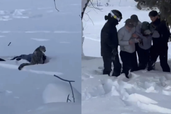 游客在新疆遭雪豹咬伤 血流披面