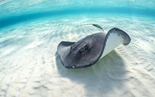 美东海岸现巨大海底淡水库 纽约市够用800年