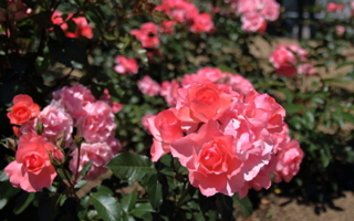 冬末时分做这件事 在春天迎来玫瑰花盛开