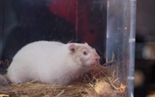 北美土拨鼠明星预测3比1 冬天还会持续