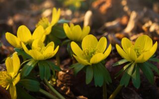 立春节气要“养生”做这些事增长一年阳气