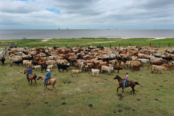 美国投放大量“萤光不孕蝇”对抗食肉螺旋蝇