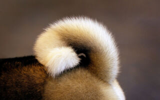 为什么小狗需要尾巴？ 有何作用？