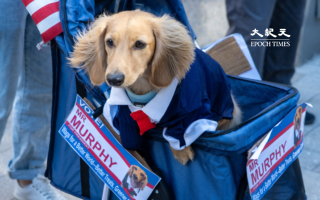 【组图】太可爱 波士顿举办万圣节狗狗妆扮游行