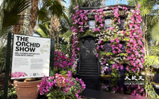 组图：纽约植物园年度兰花展 献给纽约的情书